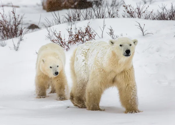 Un par de osos polares jóvenes Imagen de stock