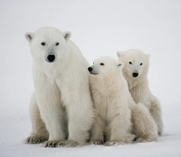 Oso polar con cachorros Fotos De Stock