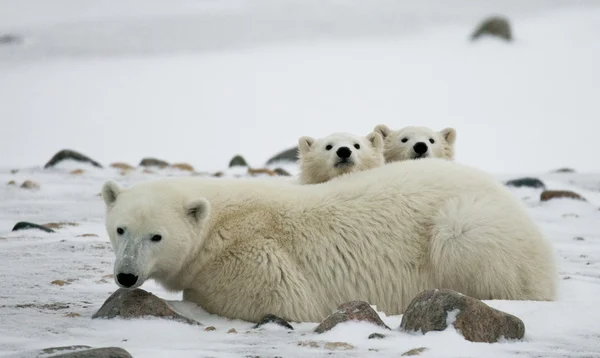 Polar bear with cubs Stock Photo