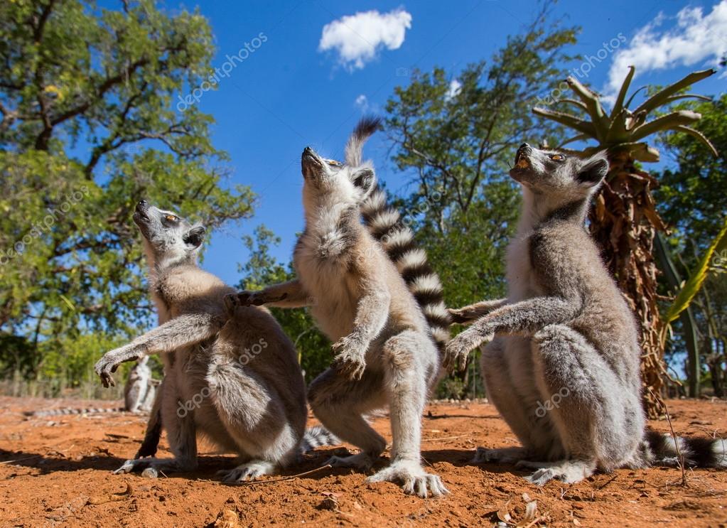 lemur catta lemur catta