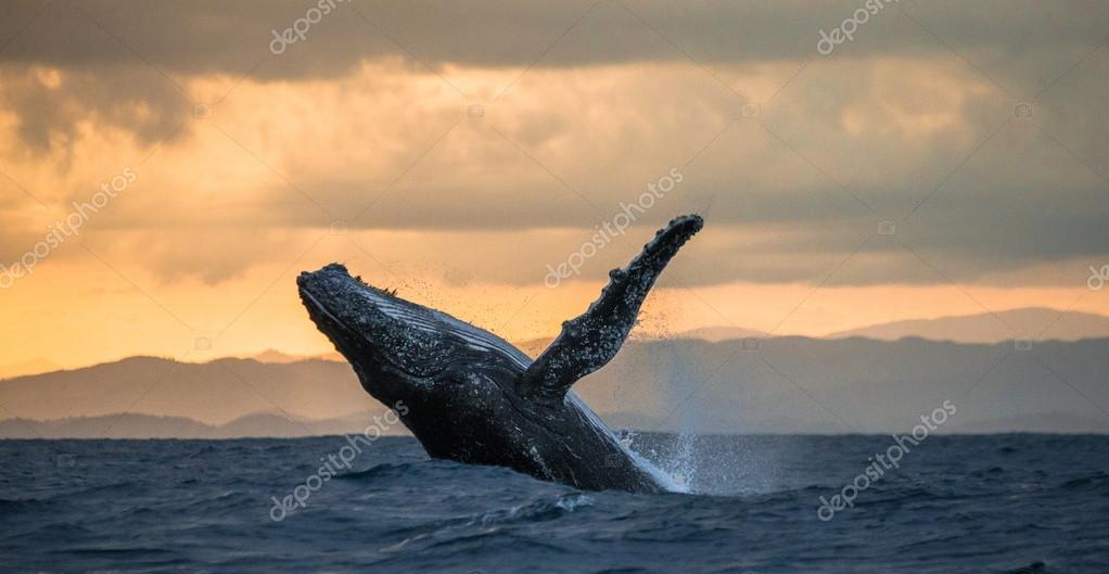 クジラ写真素材 ロイヤリティフリークジラ画像 Depositphotos クジラ写真素材 ロイヤリティフリークジラ画像 Depositphotos