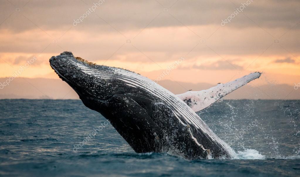 11x14 Photograph of a Humpback whale breaching