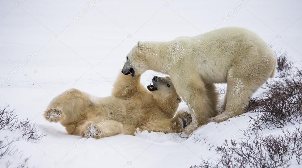 Fight of polar bears