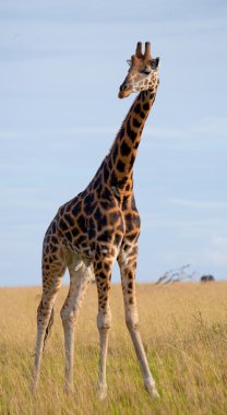 Giraffe in savanna outdoors clipart