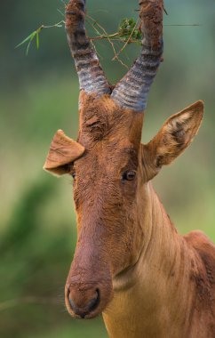 Uganda ortak tsessebe