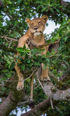 Aslan gündüz aittir