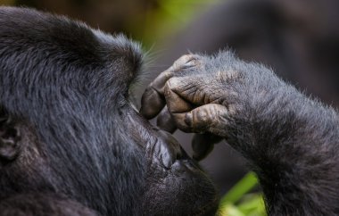 The Mountain Gorilla close up clipart