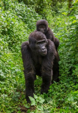Dağ gorilleri yakından