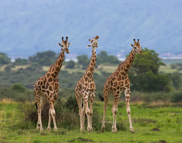 Giraffer i savanna utomhus — Stockfoto