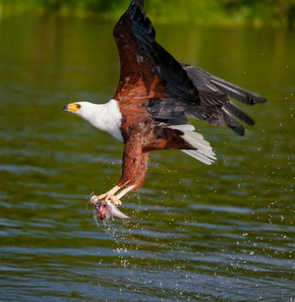 Falcão voa sobre a água — Fotografia de Stock