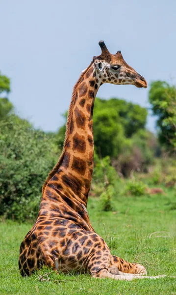 Girafa em savana ao ar livre — Fotografia de Stock