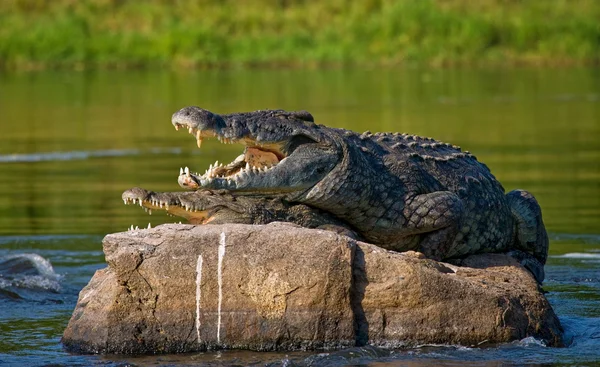 Crocodilii care se odihnesc pe piatră — Fotografie, imagine de stoc