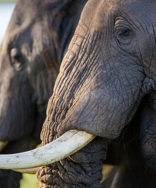 Retrato de um elefante selvagem — Fotografia de Stock