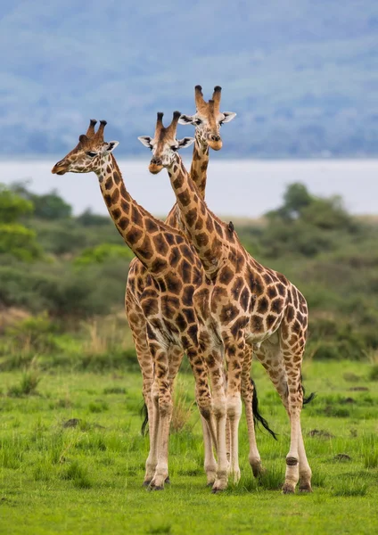 Giraffes in savanna outdoors — Stock Photo, Image