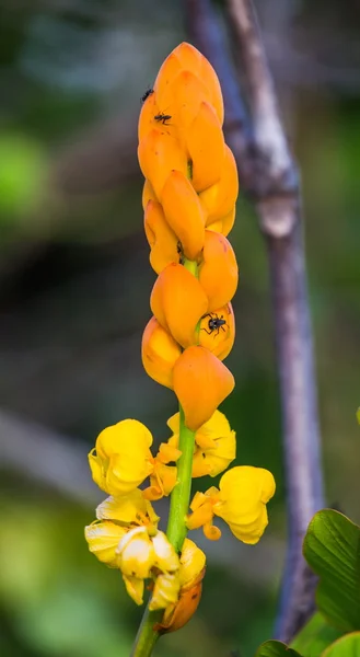 Fond de fleur jaune — Photo