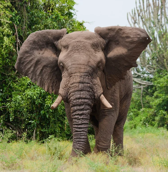 Portrait of a wild elephant — Stock Photo, Image