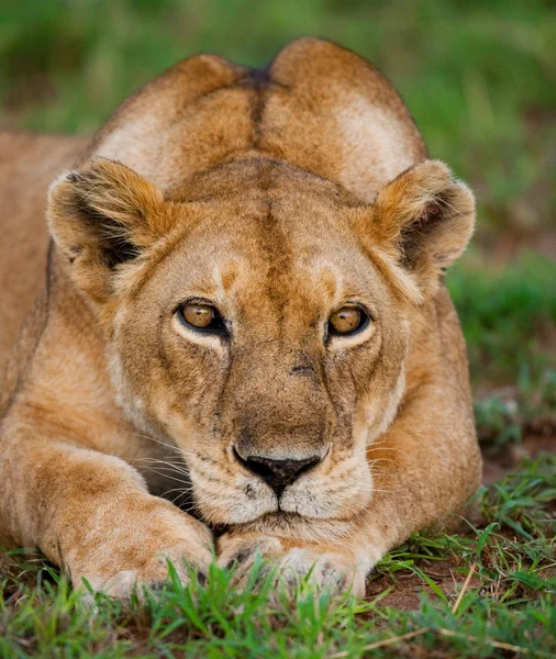 Un leone riposa durante il giorno — Foto Stock