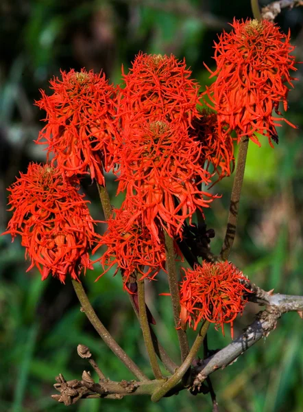 Fleurs rouges sur la branche — Photo