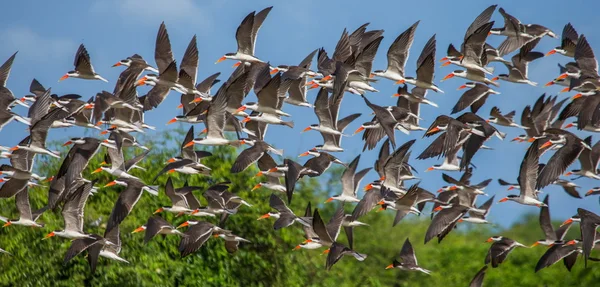 Een zwerm vogels opstijgt — Stockfoto