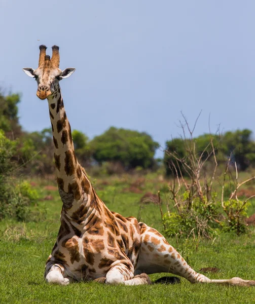 Żyrafa w sawanny na zewnątrz — Zdjęcie stockowe