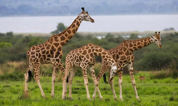 Zürafalar savana açık havada içinde — Stok fotoğraf