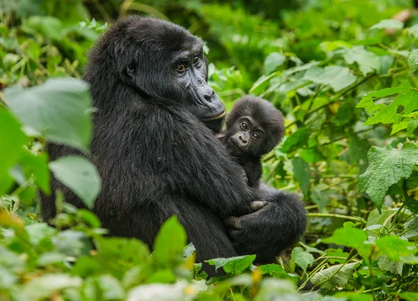 Os Gorilas da Montanha fecham — Fotografia de Stock