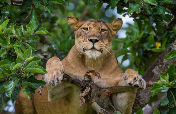 Egy oroszlán pihen a nap folyamán — Stock Fotó
