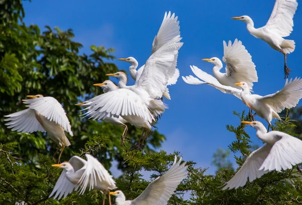 Grandi Egrets bianchi — Foto Stock