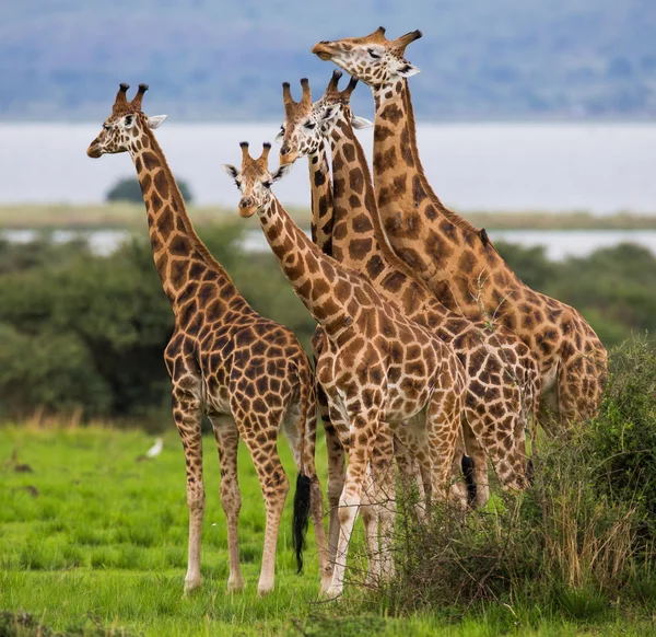 Giraffen in savanne buitenshuis — Stockfoto