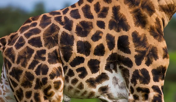 Fragment av en giraff hud — Stockfoto