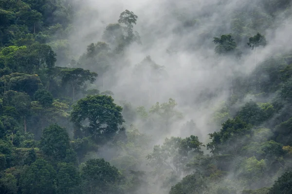 Táj ködös erdő — Stock Fotó