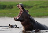 Wilde Flusspferde im Wasser