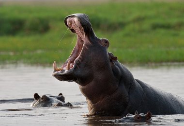 Wild Hippopotamuses in the water clipart