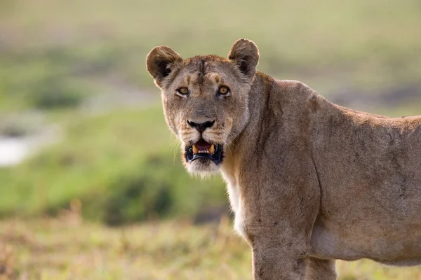 一只非洲狮的肖像 — 图库照片
