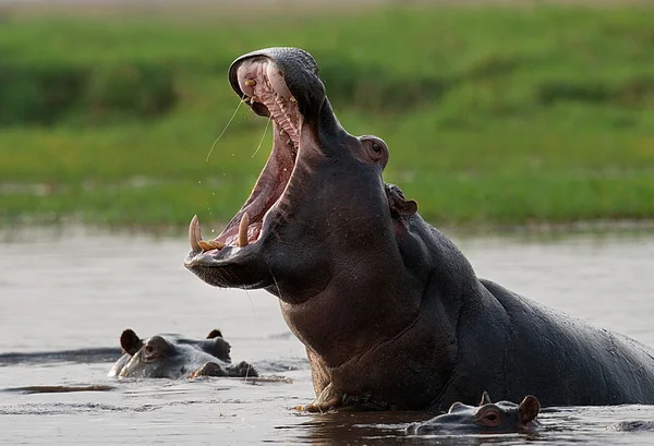 Dziki hipopotamy w wodzie — Zdjęcie stockowe