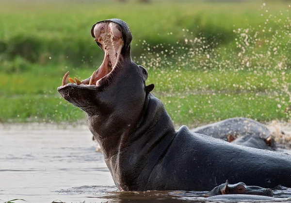 Дикие бегемоты в воде — стоковое фото