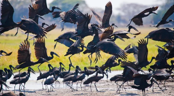 En flock fåglar tar fart — Stockfoto