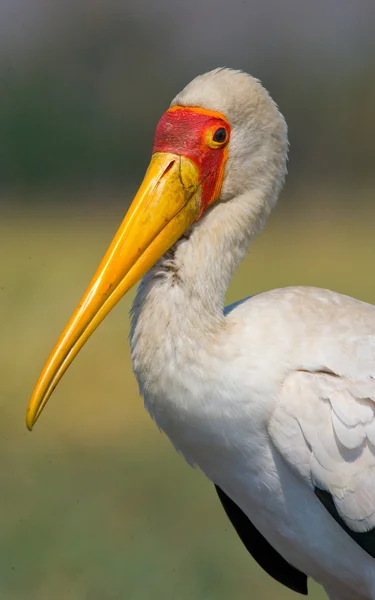 Gula fakturerade stork — Stockfoto