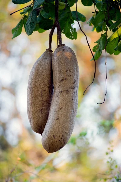 Frukter som bönor — Stockfoto