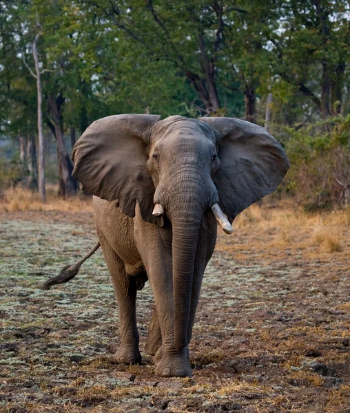 Elefante selvagem africano — Fotografia de Stock