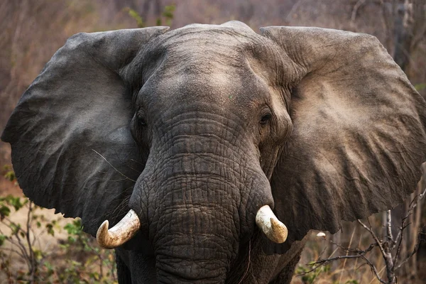 Retrato de um elefante selvagem — Fotografia de Stock