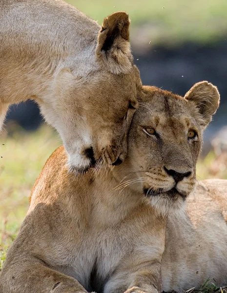 Dwie młode lwy w mieście savanna. — Zdjęcie stockowe