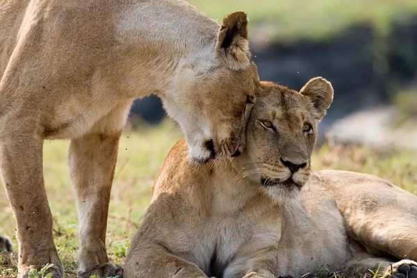 Dois leões jovens na savana . — Fotografia de Stock
