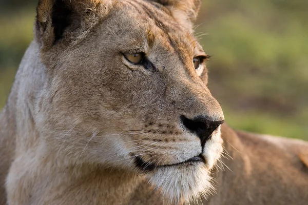 Retrato de un león africano — Foto de Stock