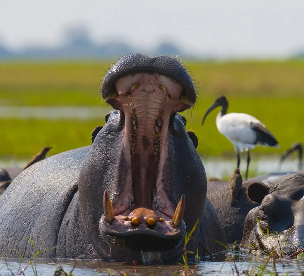 Wild Hippopotamuses in the water Stock Photo