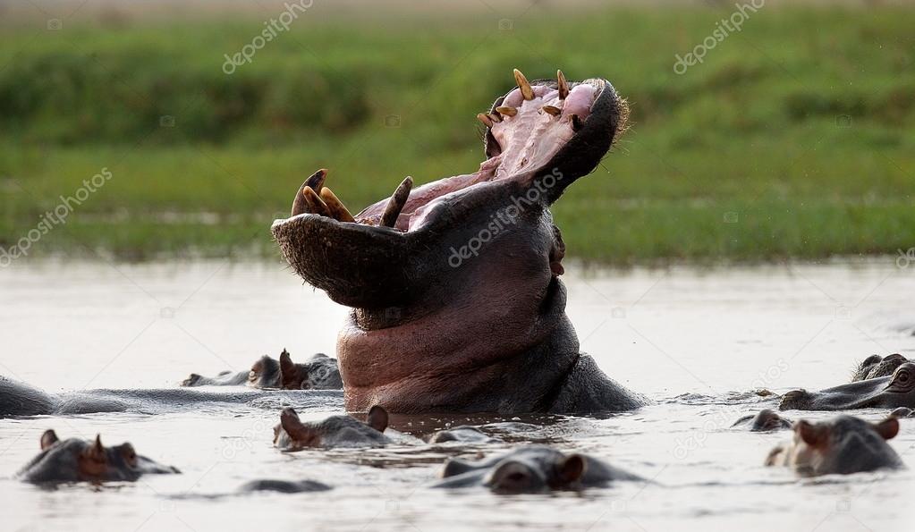 Wild Hippopotamuses in the water