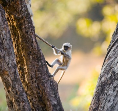 Little monkey on the tree clipart