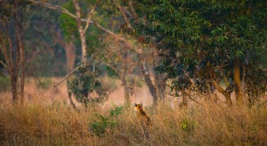 Genç kaplan açık havada