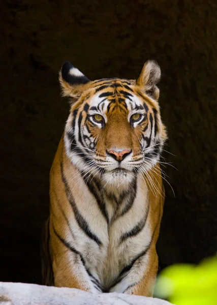 Unga tiger utomhus — Stockfoto