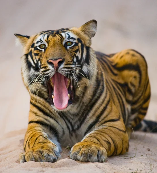 Jeune tigre à l'extérieur — Photo